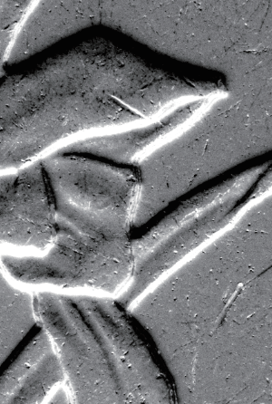 Coin (Optical Shadow Mode, 50×)